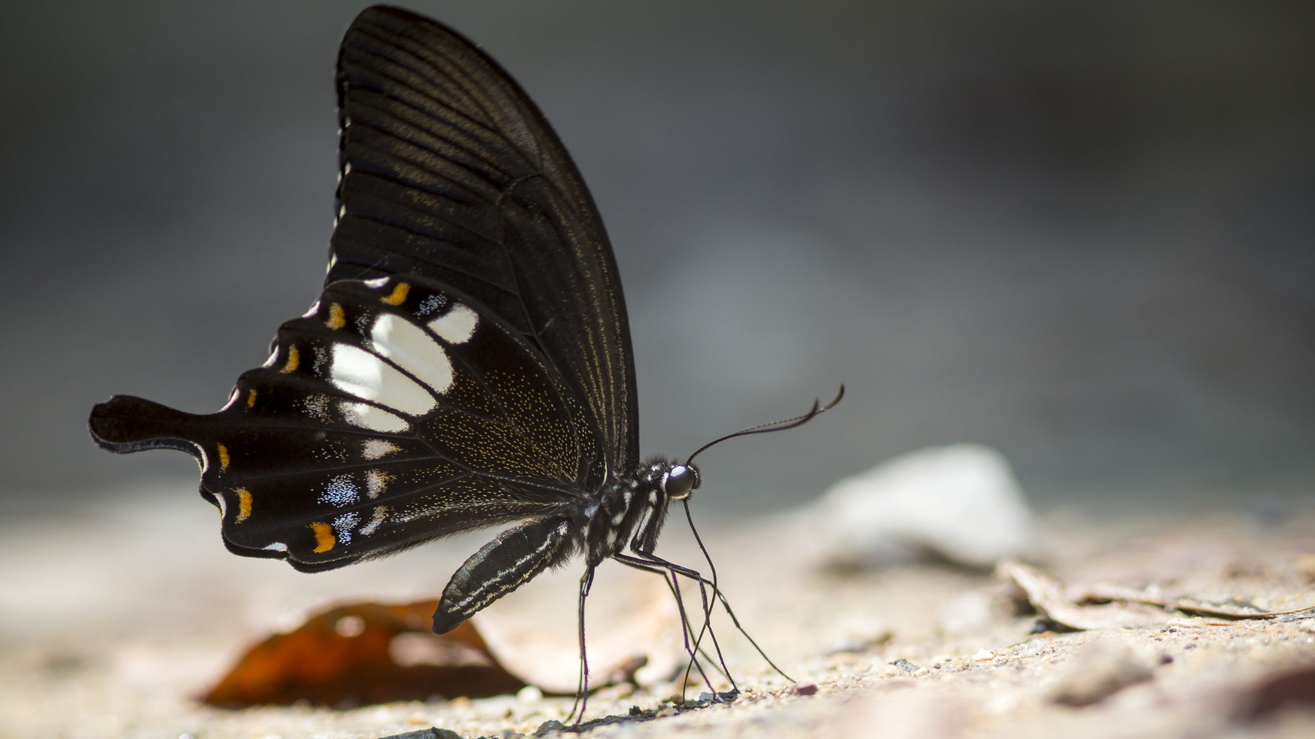Na zdjęciu: czarny motyl