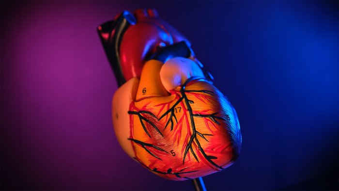 Grafika przedstawia anatomiczny model ludzkiego serca - widok zewnętrzny