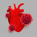 Grafika pokazująca serce i cząsteczki koronawirusa